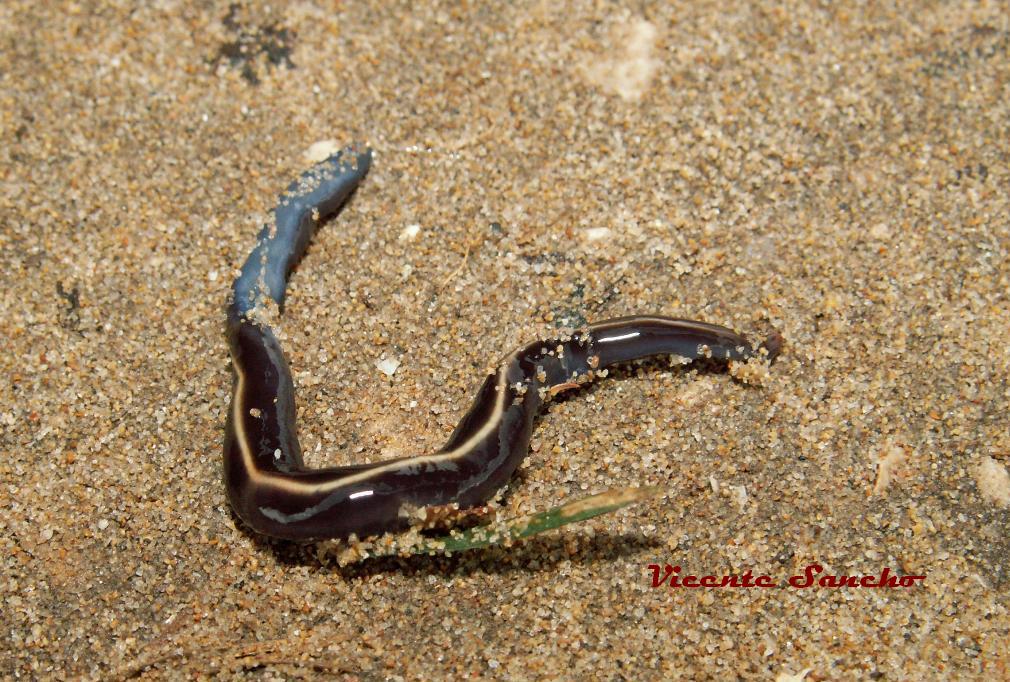 QUE ES PLANARIA PDF DOWNLOAD QUE ES PLANARIA PDF DOWNLOAD